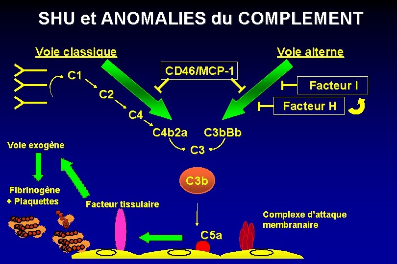 SHU et ANOMALIES du COMPLEMENT Voie alterne Voie classique CD 46/MCP-1 C 1 Facteur