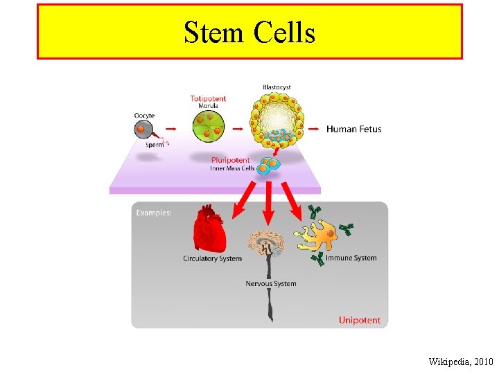 Stem Cells Wikipedia, 2010 