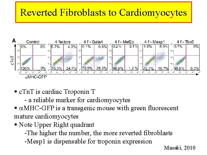 Reverted Fibroblasts to Cardiomyocytes § c. Tn. T is cardiac Troponin T - a