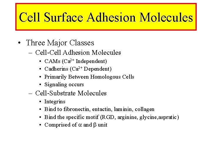 Cell Surface Adhesion Molecules • Three Major Classes – Cell-Cell Adhesion Molecules • •