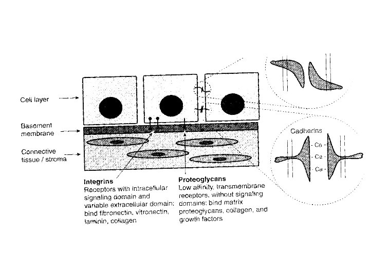 Biology Of Cultured Cells Does Culturing Reflect Reality