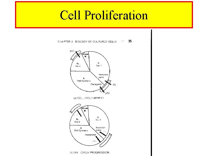 Cell Proliferation 