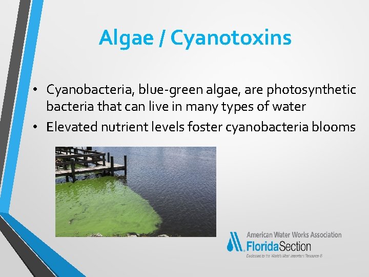 Algae / Cyanotoxins • Cyanobacteria, blue-green algae, are photosynthetic bacteria that can live in