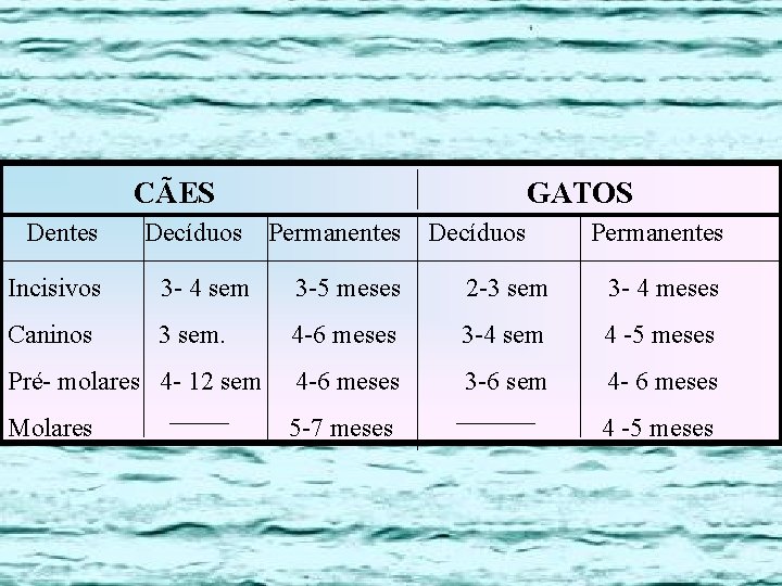 CÃES GATOS Dentes Decíduos Permanentes Decíduos Permanentes Incisivos 3 - 4 sem 3 -5