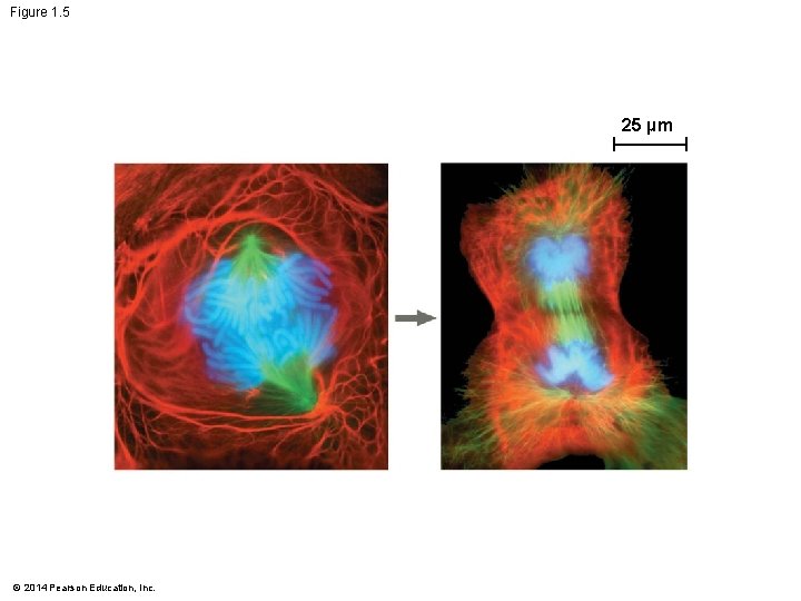 Figure 1. 5 25 µm © 2014 Pearson Education, Inc. 