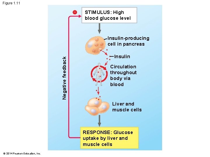 Figure 1. 11 STIMULUS: High blood glucose level Negative feedback Insulin-producing cell in pancreas