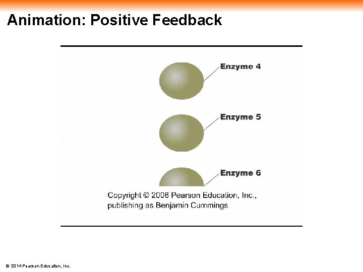 Animation: Positive Feedback © 2014 Pearson Education, Inc. 