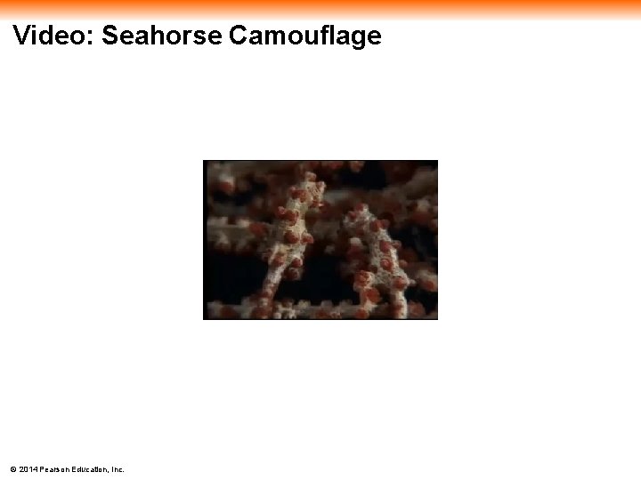 Video: Seahorse Camouflage © 2014 Pearson Education, Inc. 