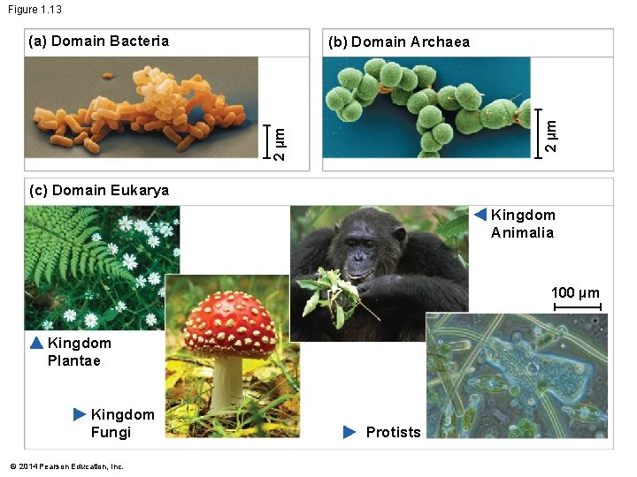 Figure 1. 13 (a) Domain Bacteria 2 µm (b) Domain Archaea (c) Domain Eukarya