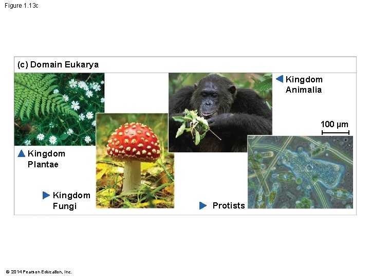 Figure 1. 13 c (c) Domain Eukarya Kingdom Animalia 100 µm Kingdom Plantae Kingdom