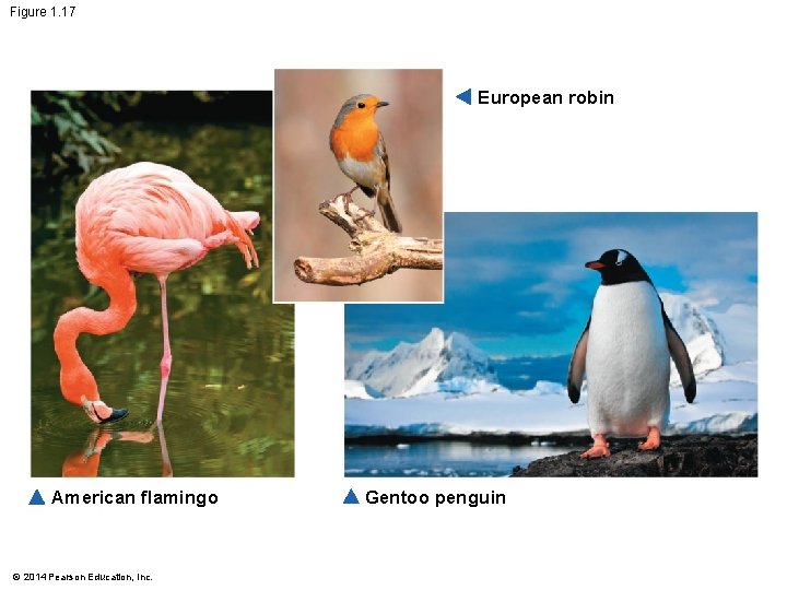 Figure 1. 17 European robin American flamingo © 2014 Pearson Education, Inc. Gentoo penguin