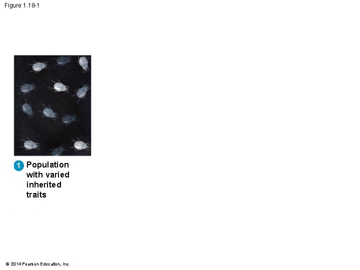 Figure 1. 18 -1 1 Population with varied inherited traits © 2014 Pearson Education,