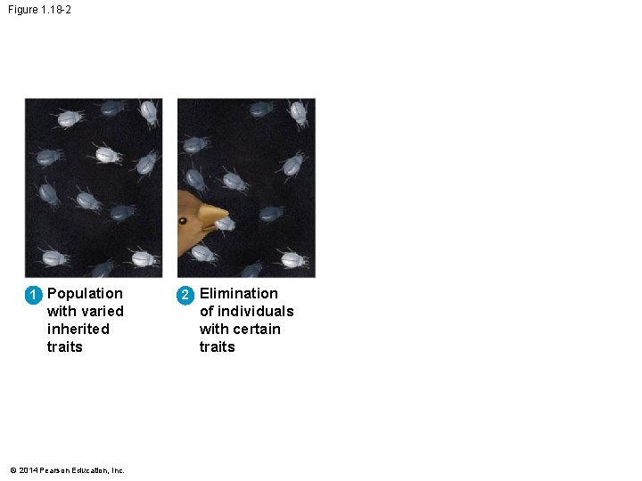 Figure 1. 18 -2 1 Population with varied inherited traits © 2014 Pearson Education,