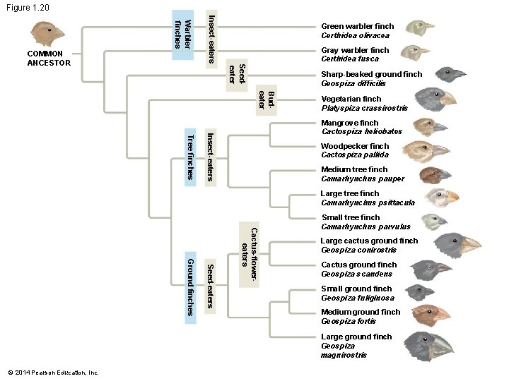 Figure 1. 20 Insect-eaters Warbler finches Gray warbler finch Certhidea fusca Seedeater COMMON ANCESTOR