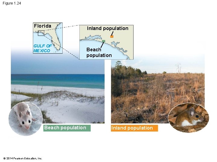 Figure 1. 24 Florida GULF OF MEXICO Beach population © 2014 Pearson Education, Inc.