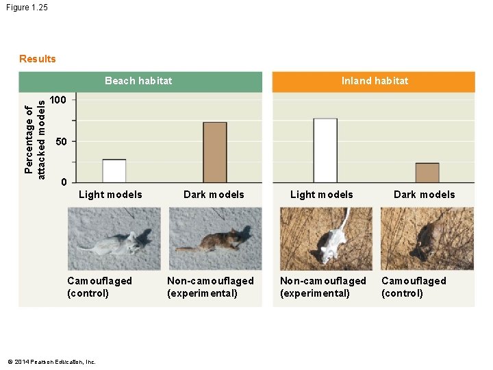 Figure 1. 25 Results Percentage of attacked models Beach habitat Inland habitat 100 50