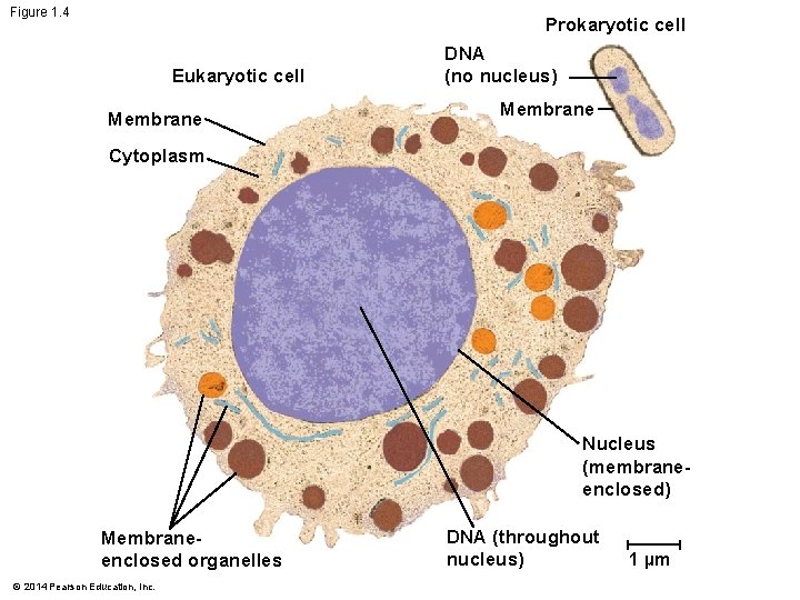 Figure 1. 4 Prokaryotic cell Eukaryotic cell Membrane DNA (no nucleus) Membrane Cytoplasm Nucleus