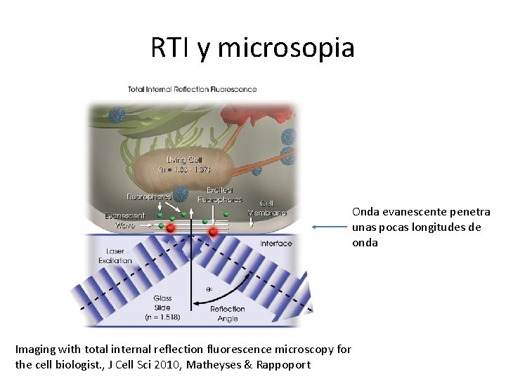 RTI y microsopia Onda evanescente penetra unas pocas longitudes de onda Imaging with total