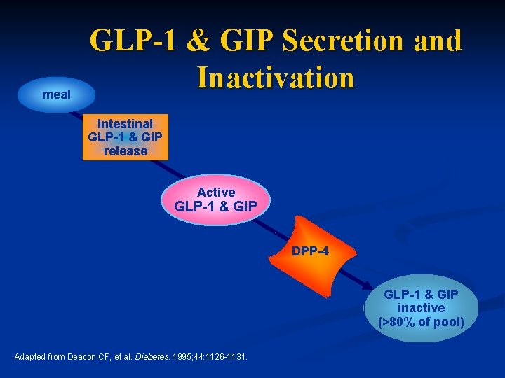 meal GLP-1 & GIP Secretion and Inactivation Intestinal GLP-1 & GIP release t½ =