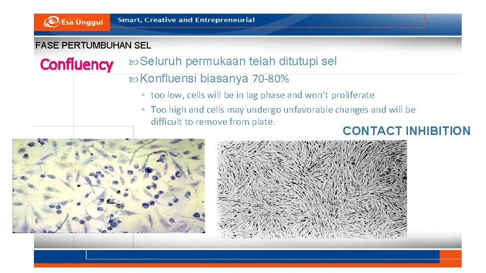 FASE PERTUMBUHAN SEL Confluency Seluruh permukaan telah ditutupi sel Konfluensi biasanya 70 -80% ◦