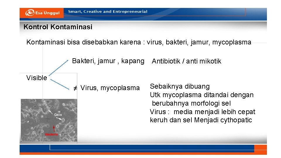 Kontrol Kontaminasi bisa disebabkan karena : virus, bakteri, jamur, mycoplasma Bakteri, jamur , kapang