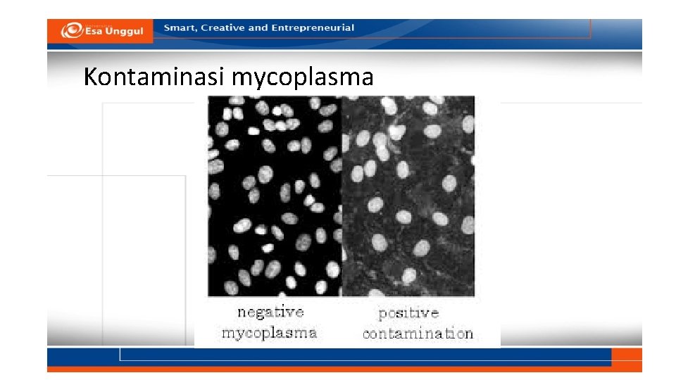 Kontaminasi mycoplasma 
