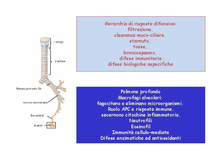 Gerarchia di risposte difensive: filtrazione, clearance muco-ciliare, starnuto, tosse, broncospasmo, difese immunitarie difese biologiche