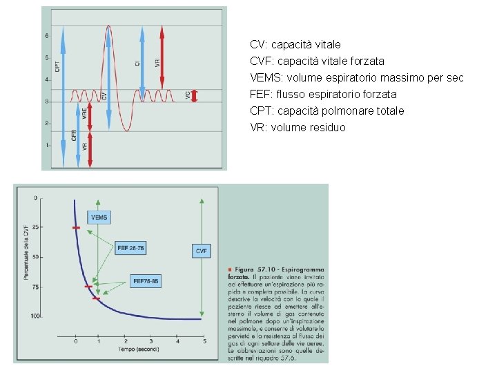 CV: capacità vitale CVF: capacità vitale forzata VEMS: volume espiratorio massimo per sec FEF: