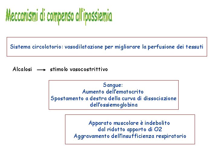 Sistema circolatorio: vasodilatazione per migliorare la perfusione dei tessuti Alcalosi stimolo vasocostrittivo Sangue: Aumento