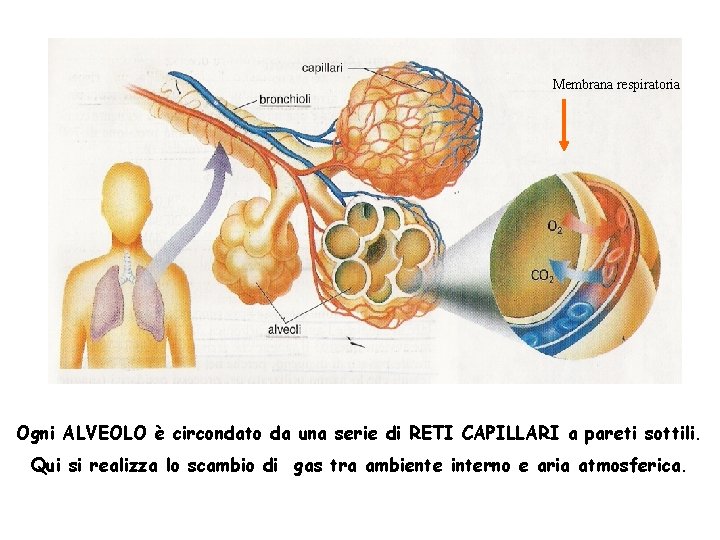 Membrana respiratoria Ogni ALVEOLO è circondato da una serie di RETI CAPILLARI a pareti