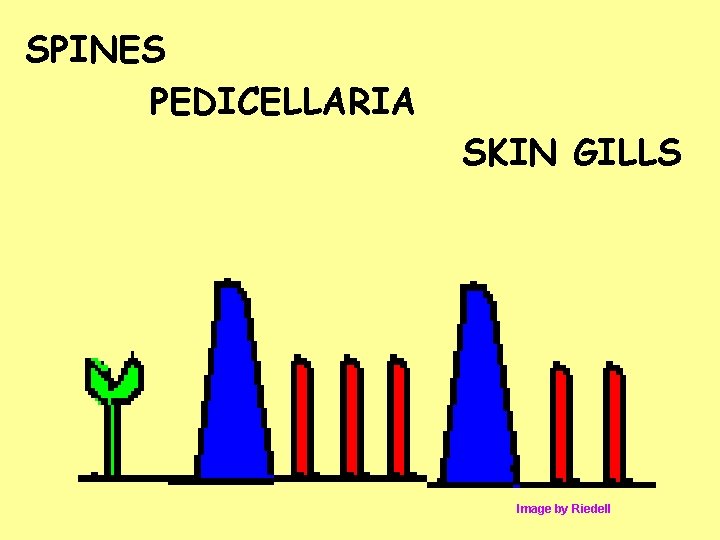 SPINES PEDICELLARIA SKIN GILLS Image by Riedell 