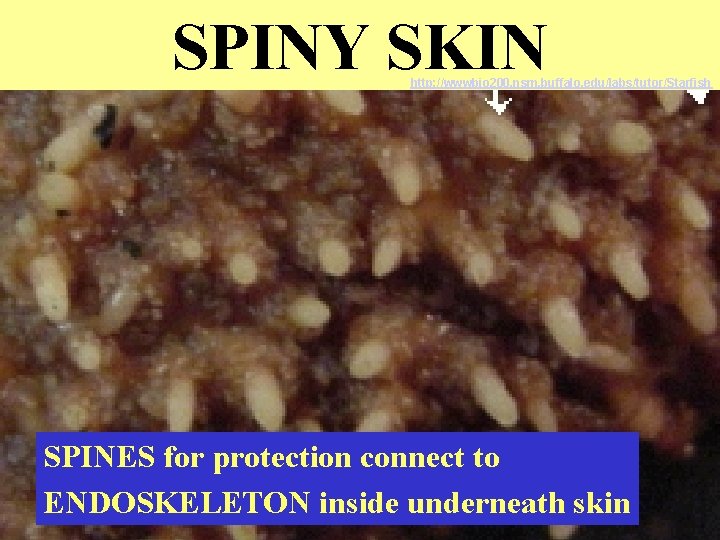 SPINY SKIN http: //wwwbio 200. nsm. buffalo. edu/labs/tutor/Starfish SPINES for protection connect to ENDOSKELETON