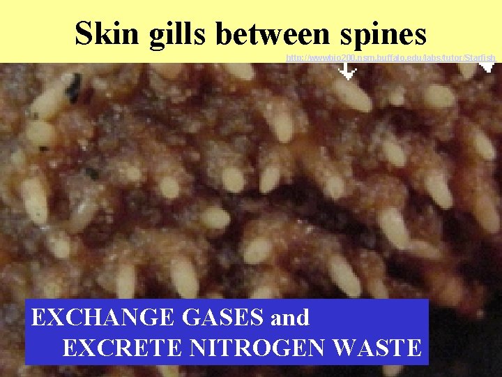Skin gills between spines http: //wwwbio 200. nsm. buffalo. edu/labs/tutor/Starfish EXCHANGE GASES and EXCRETE