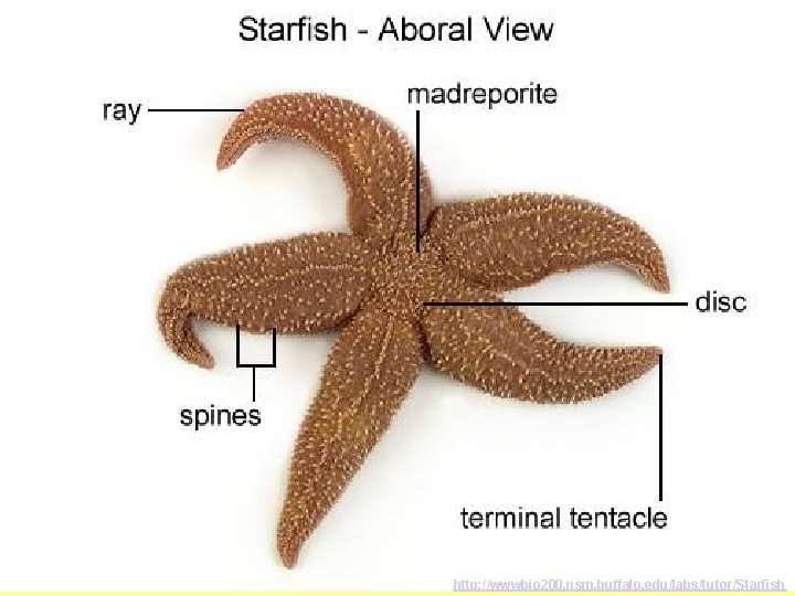 http: //wwwbio 200. nsm. buffalo. edu/labs/tutor/Starfish 