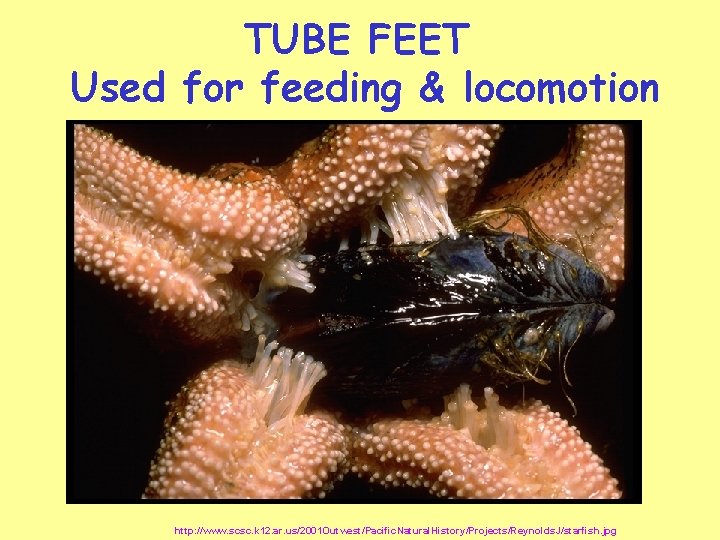 TUBE FEET Used for feeding & locomotion http: //www. scsc. k 12. ar. us/2001