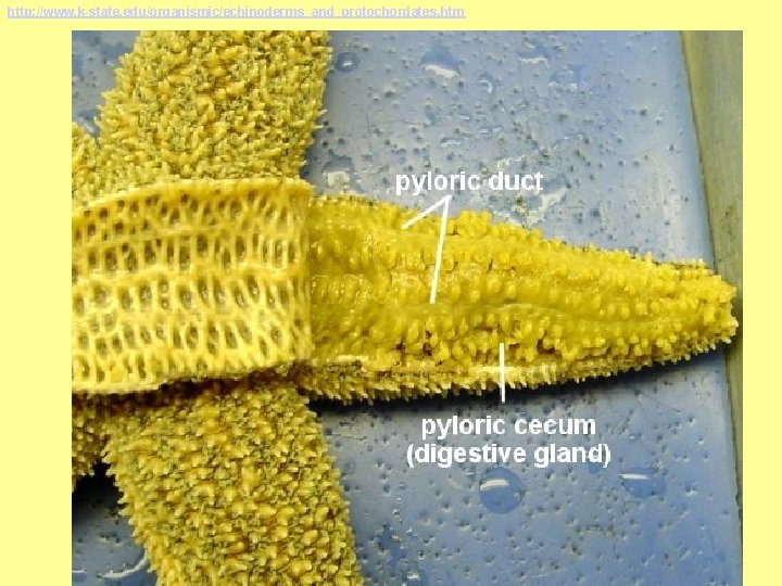 http: //www. k-state. edu/organismic/echinoderms_and_protochordates. htm 