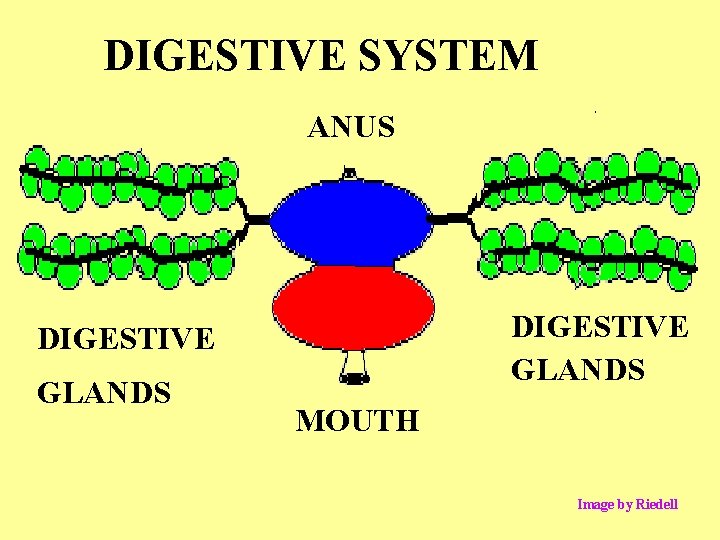 DIGESTIVE SYSTEM ANUS DIGESTIVE GLANDS MOUTH Image by Riedell 
