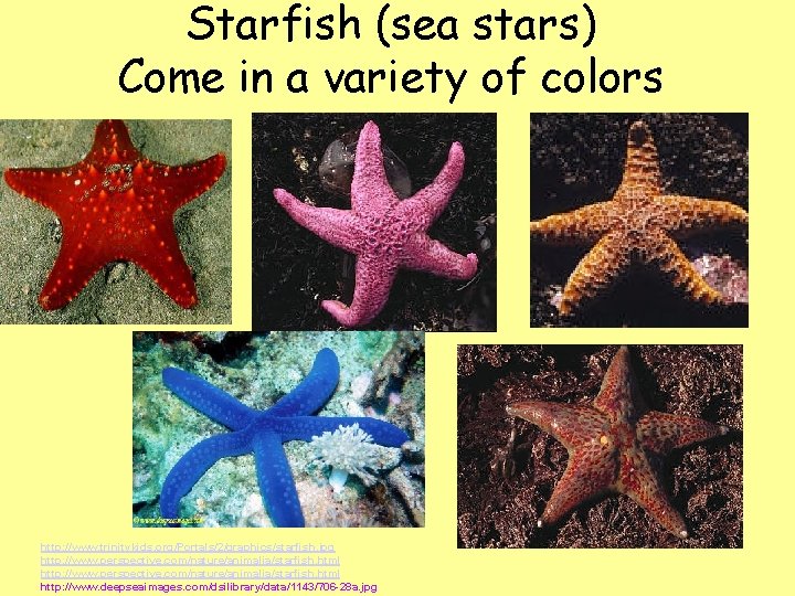 Starfish (sea stars) Come in a variety of colors http: //www. trinitykids. org/Portals/2/graphics/starfish. jpg