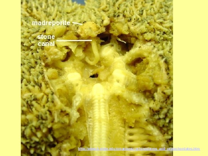 http: //www. k-state. edu/organismic/echinoderms_and_protochordates. htm 