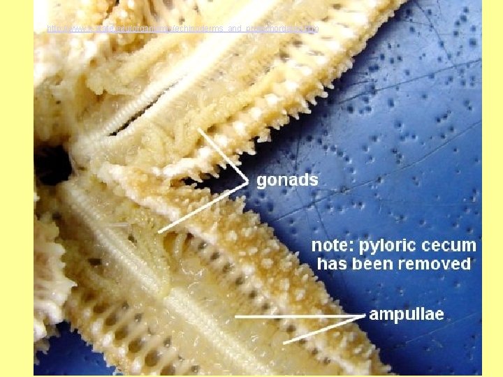 http: //www. k-state. edu/organismic/echinoderms_and_protochordates. htm 