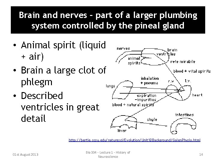 Brain and nerves – part of a larger plumbing system controlled by the pineal Brain and nerves – part of a larger plumbing system controlled by the pineal