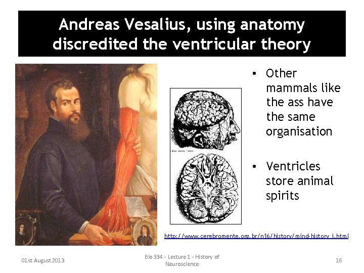 Andreas Vesalius, using anatomy discredited the ventricular theory • Other mammals like the ass Andreas Vesalius, using anatomy discredited the ventricular theory • Other mammals like the ass
