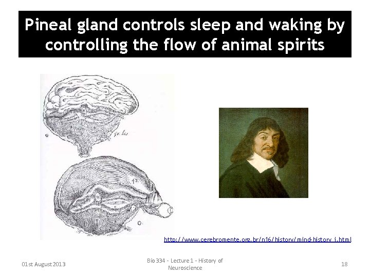 Pineal gland controls sleep and waking by controlling the flow of animal spirits http: Pineal gland controls sleep and waking by controlling the flow of animal spirits http: