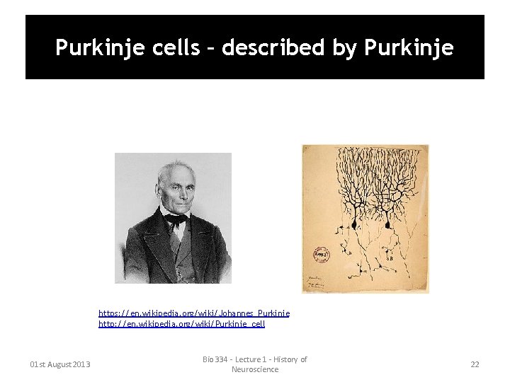 Purkinje cells – described by Purkinje https: //en. wikipedia. org/wiki/Johannes_Purkinje http: //en. wikipedia. org/wiki/Purkinje_cell Purkinje cells – described by Purkinje https: //en. wikipedia. org/wiki/Johannes_Purkinje http: //en. wikipedia. org/wiki/Purkinje_cell