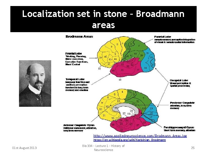 Localization set in stone – Broadmann areas http: //www. appliedneuroscience. com/Brodmann_Areas. jpg https: //en. Localization set in stone – Broadmann areas http: //www. appliedneuroscience. com/Brodmann_Areas. jpg https: //en.