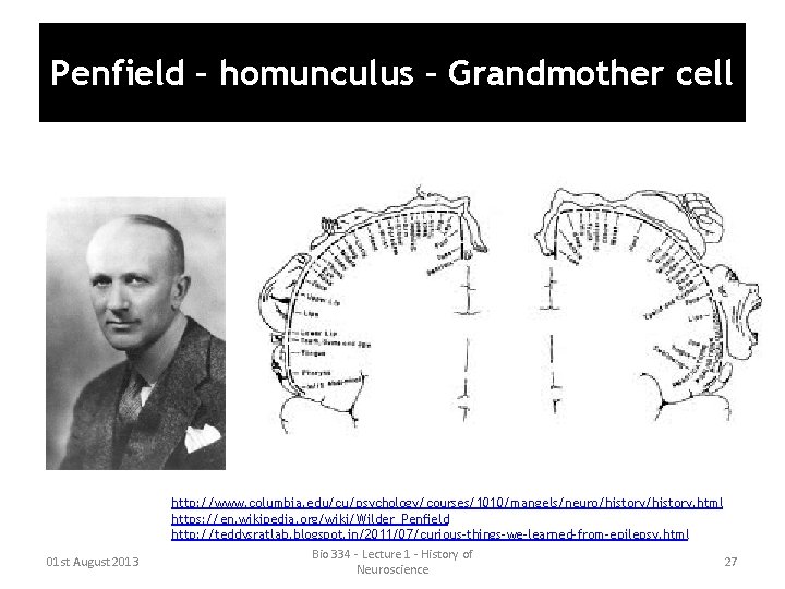 Penfield – homunculus – Grandmother cell 01 st August 2013 http: //www. columbia. edu/cu/psychology/courses/1010/mangels/neuro/history. Penfield – homunculus – Grandmother cell 01 st August 2013 http: //www. columbia. edu/cu/psychology/courses/1010/mangels/neuro/history.