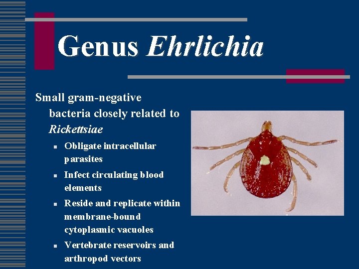 Genus Ehrlichia Small gram-negative bacteria closely related to Rickettsiae n n Obligate intracellular parasites