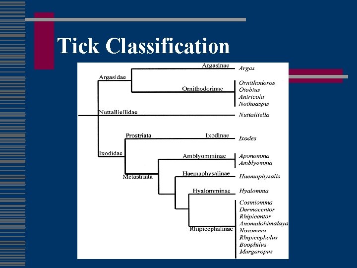 Tick Classification 