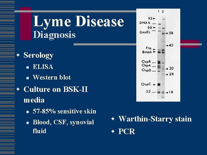 Lyme Disease Diagnosis w Serology n ELISA n Western blot w Culture on BSK-II