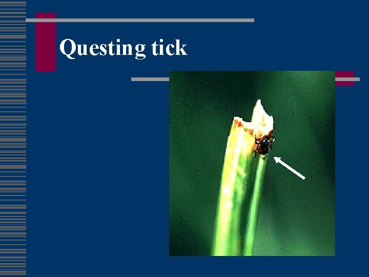 Questing tick 